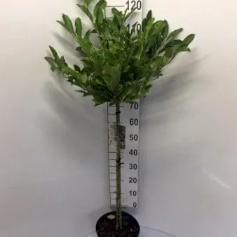 Stjernemagnolia